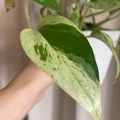 【観葉植物】ポトス(小)差し上げます（元気に育っています）の画像