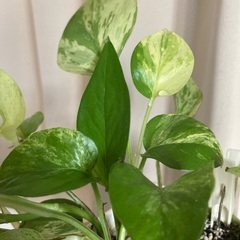 【観葉植物】ポトス(小)差し上げます（元気に育っています）の画像