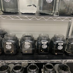 宇部　メダカ　めだかの画像