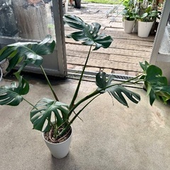 モンステラ　中鉢1の画像