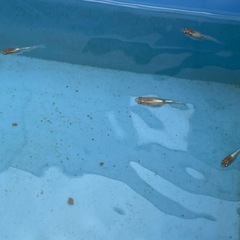 メダカ　エンペラー5匹の画像