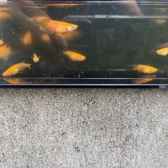 メダカ オレンジ系の画像