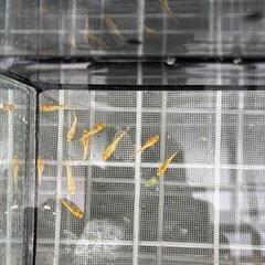  メダカの画像
