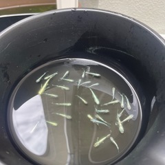 メダカ オレンジ系の画像