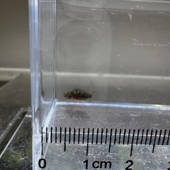 ナンナカラアノマラ（ブリード）の稚魚5匹_____20250913の画像