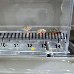 ナンナカラアノマラ（ブリード）の稚魚5匹_____20250913の画像