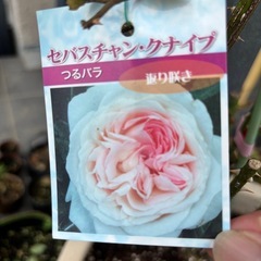つるバラ・セバスチャンクナイプの画像