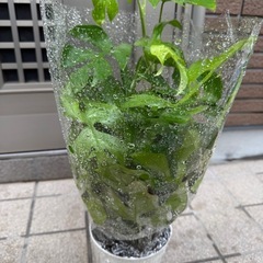 新品ヒメモンステラの画像