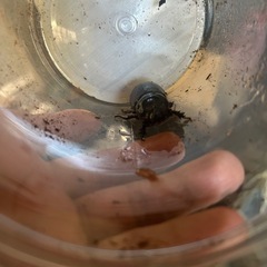 台湾カブトの画像