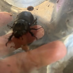 台湾カブトの画像