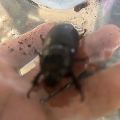 台湾カブトの画像