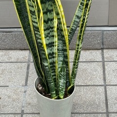 新品サンセベリアの画像