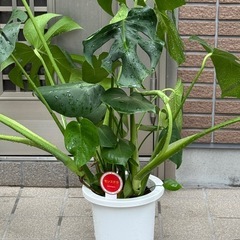 新品大型モンステラの画像