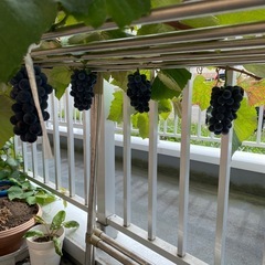 ぶどう鉢植えの画像