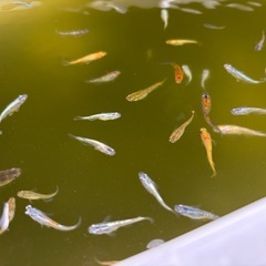 ミックスメダカの画像