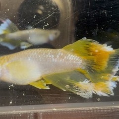 めだか販売の画像