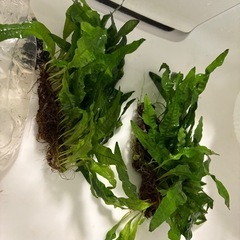 水草　アクアリウムの画像
