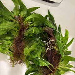水草　アクアリウムの画像