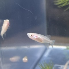熱帯魚Not.アルビノラコビー (ペア)の画像