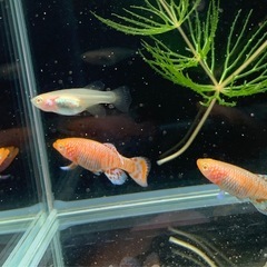 熱帯魚Not.アルビノラコビー (ペア)の画像