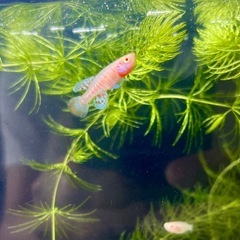 熱帯魚Not.アルビノラコビー (ペア)の画像