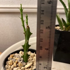 サボテン アロエ　ゴムノキ4点セットの画像