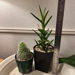 サボテン アロエ　ゴムノキ4点セットの画像