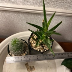 サボテン アロエ　ゴムノキ4点セットの画像