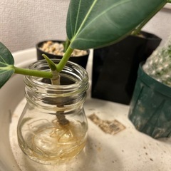 サボテン アロエ　ゴムノキ4点セットの画像