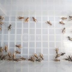 【成虫】🦗ヨーロッパイエコオロギ50匹＋α　　　の画像
