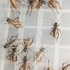 【成虫】🦗ヨーロッパイエコオロギ50匹＋α　　　の画像
