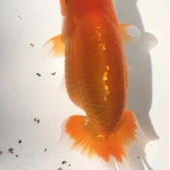らんちゅう 超上物 優良系統 泳ぎスムーズです。の画像