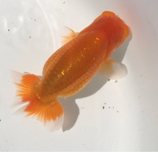 らんちゅう 超上物 優良系統 研究会や品評会タイプ