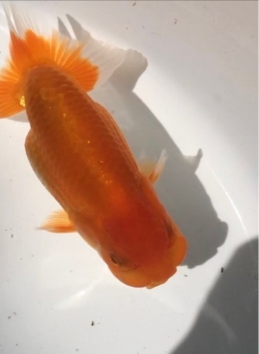 らんちゅう 超上物 優良系統 研究会や品評会タイプ
