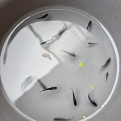 メダカの画像