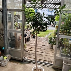 ソングオブジャマイカ 大鉢の画像