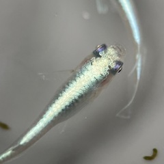 (伊勢宮メダカ)菊銀ブルー　　オス２匹メス３匹　菊間メダカさん直系の画像