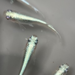 (伊勢宮メダカ)菊銀ブルー　　オス２匹メス３匹　菊間メダカさん直系の画像