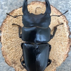 能勢YG血統 国産オオクワガタ 新成虫ペア（オス75㎜・メス52.1㎜）の画像