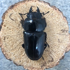 能勢YG血統 国産オオクワガタ 新成虫ペア（オス75㎜・メス52.1㎜）の画像