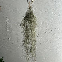 ウスネオイデス①🌱の画像