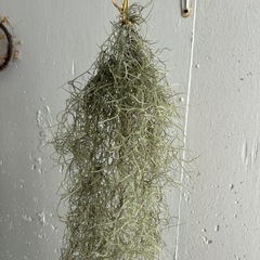 ウスネオイデス①🌱の画像