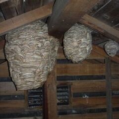 平塚市スズメバチの巣駆除（ハチ全般）　電話で見積もり無料　追加料...