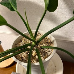 フィロデンドロン　鉢ごとの画像