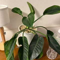 フィロデンドロン　鉢ごとの画像