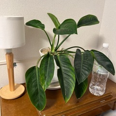 フィロデンドロン　鉢ごとの画像