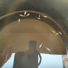 メダカ　ダルマミックス15匹〜の画像