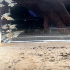 メダカ　ダルマミックス15匹〜の画像