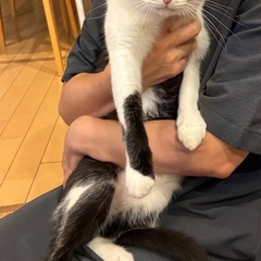 健気な超絶良い美男子。あとは運だけのハチワレ若猫「コリン」