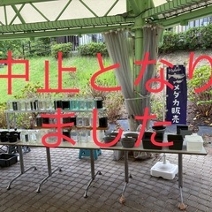 🐟9月14日 (日)道の駅【しらとりの郷】メダカ販売します🐟